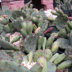 Opuntia with fruit